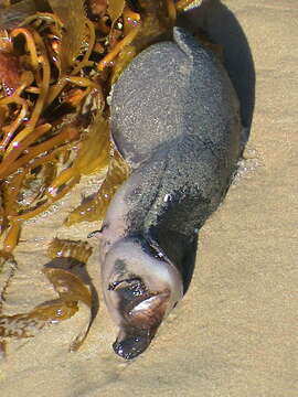 Image of California sea hare