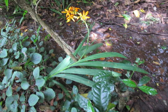 صورة Crocosmia aurea subsp. aurea