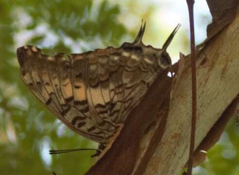 Imagem de Charaxes achaemenes Felder & Felder 1866