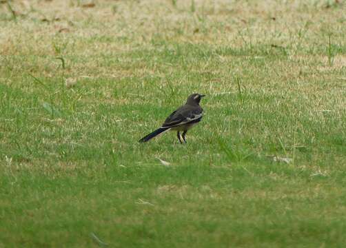 Image of White-browed Wagtail