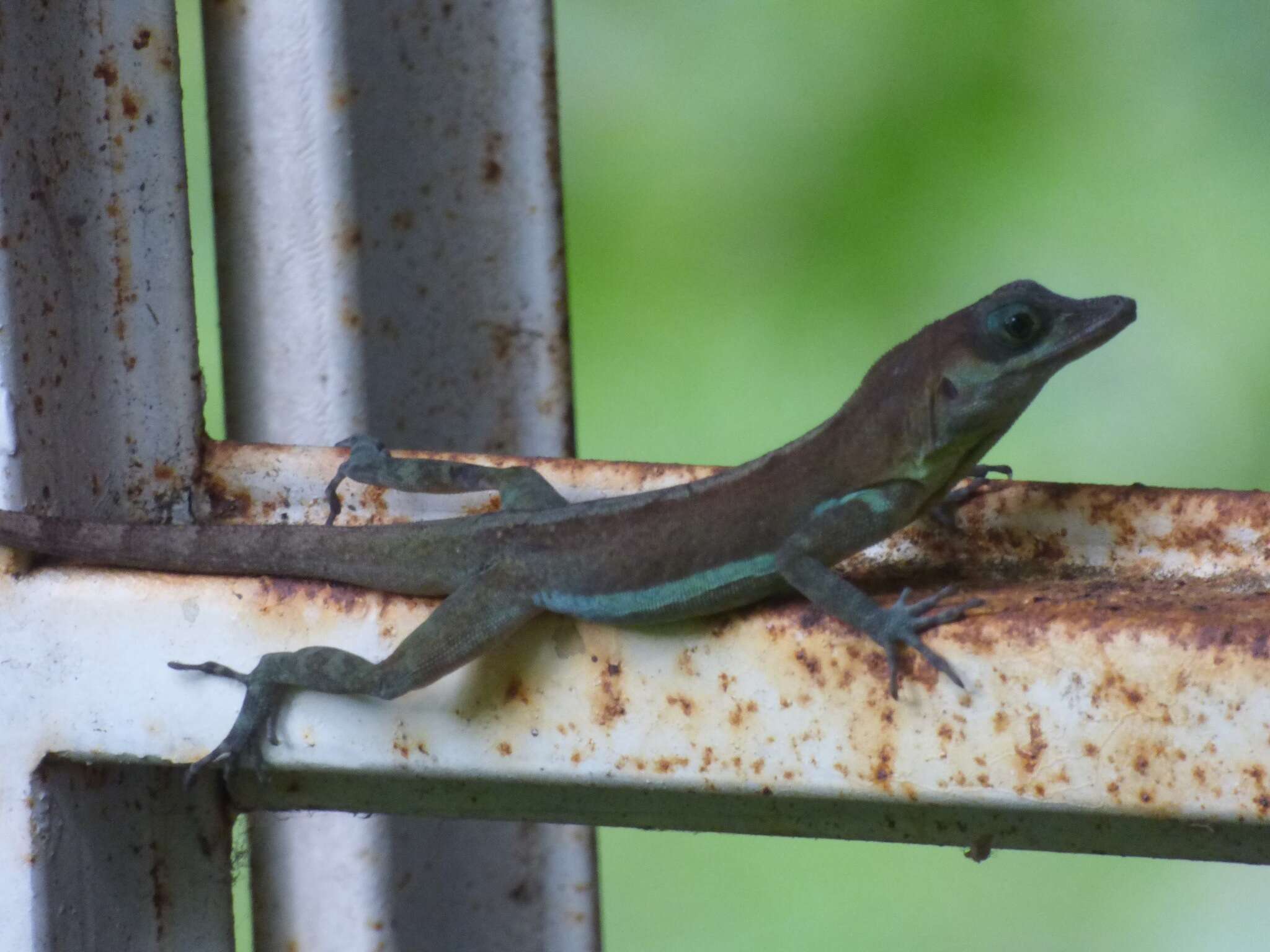 Image of Grenada tree anole