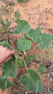 Image of sanddune unicorn-plant