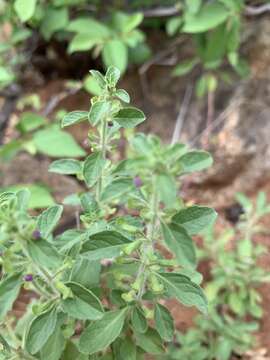 Image of Endostemon tereticaulis (Poir.) M. R. Ashby