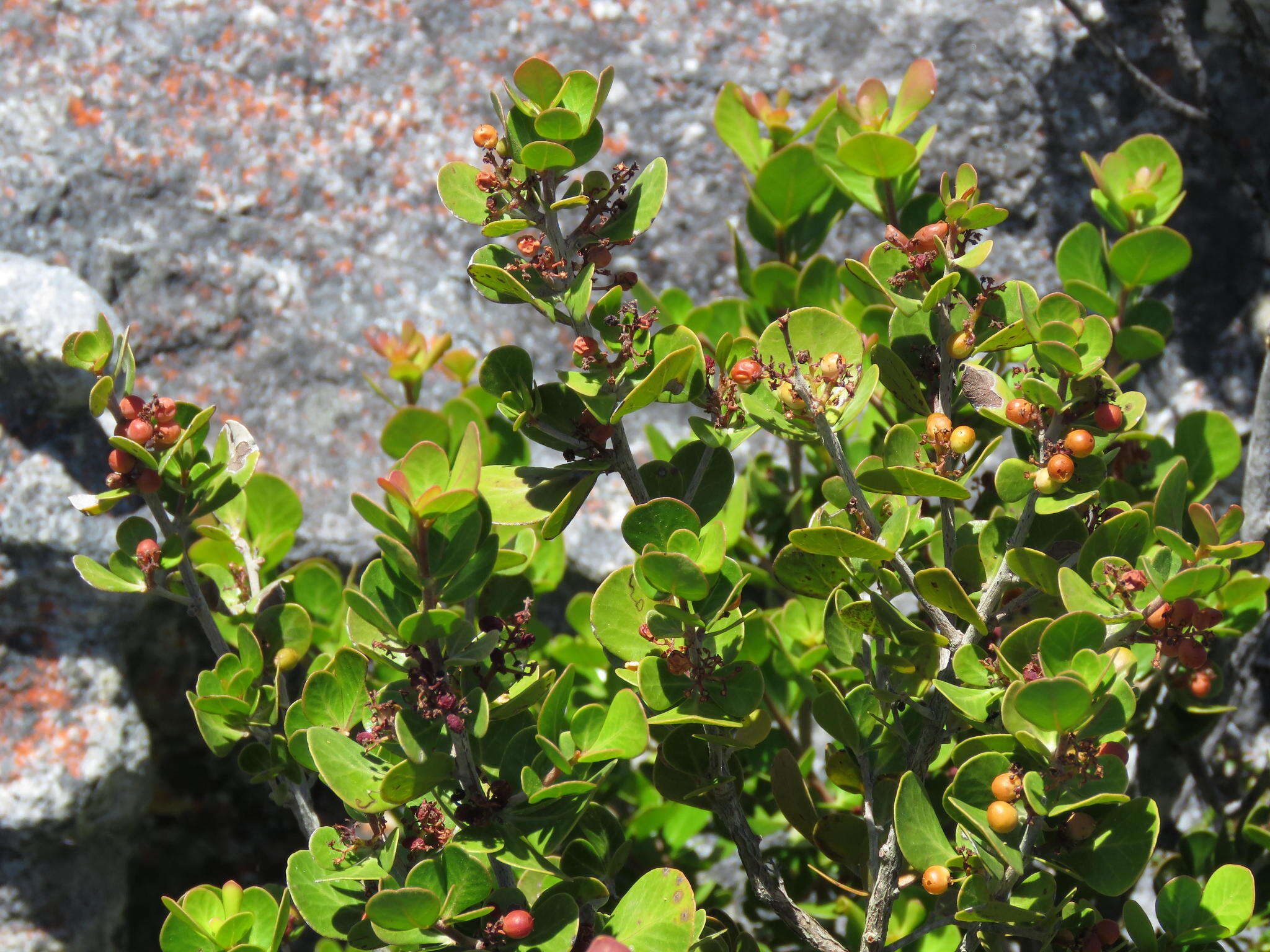 Image of Searsia lucida (L.) F. A. Barkley