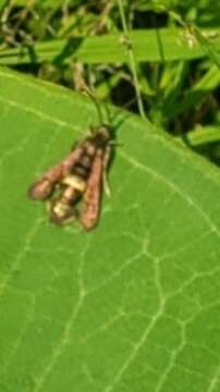 Image of The Boneset Borer