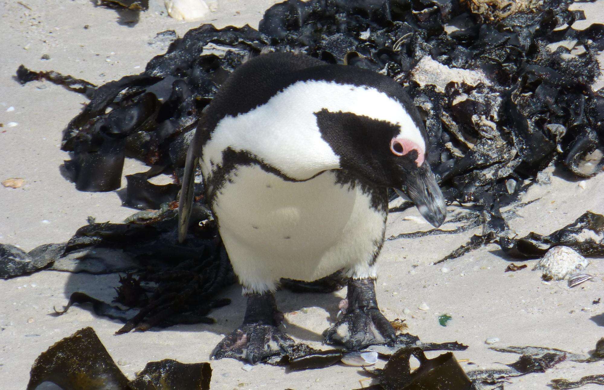 Image of African Penguin