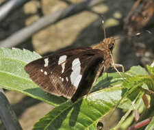 Notocrypta feisthamelii alysos Moore 1865 resmi