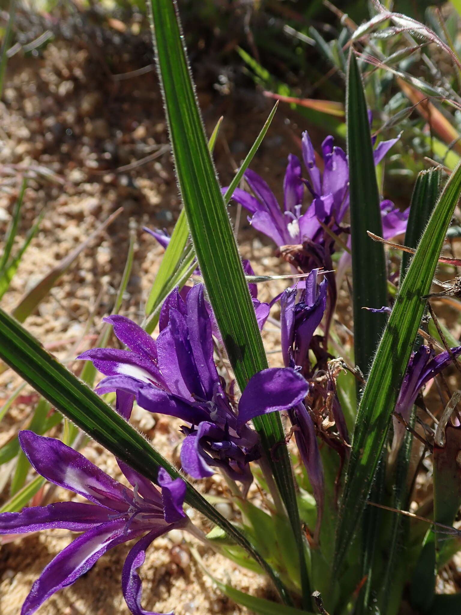 Image de Babiana attenuata G. J. Lewis