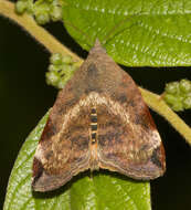 Image of Moth