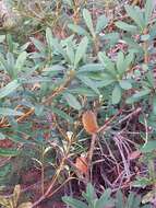 Image of Banksia paludosa R. Br.