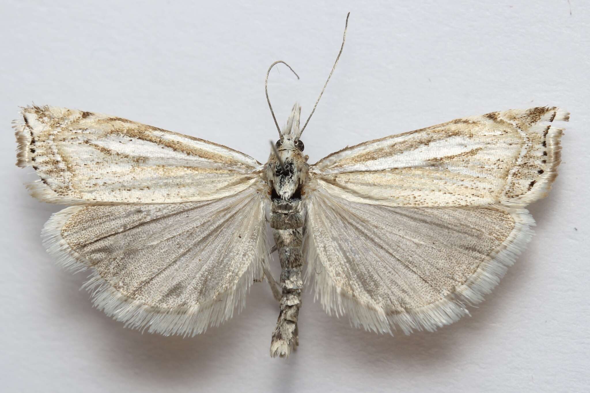 Image of Whitmer's Sod Webworm Moth