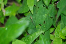 Image of Ghilianella oblongata Maldonado 1993