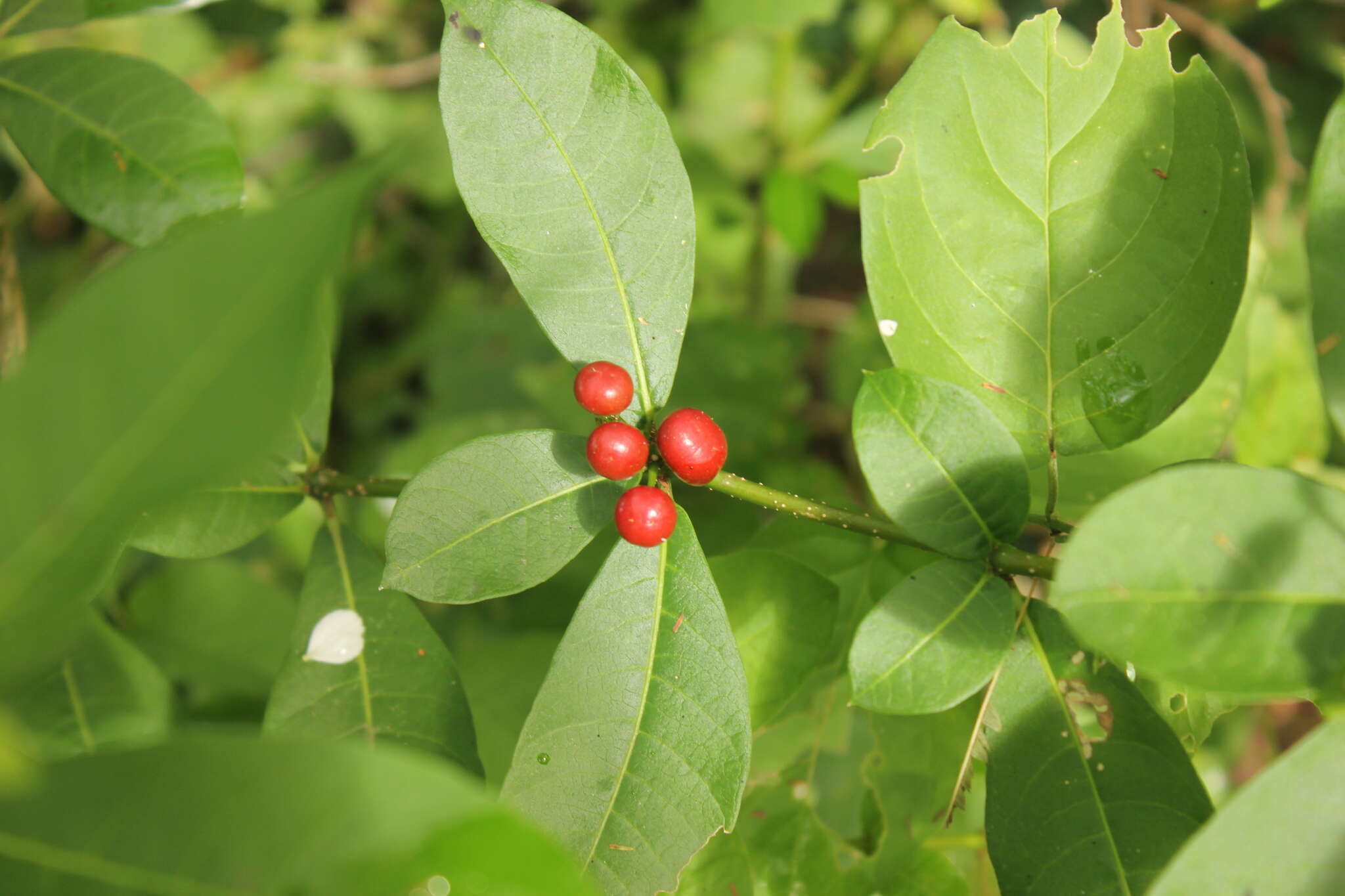 Plancia ëd Rauvolfia tetraphylla L.