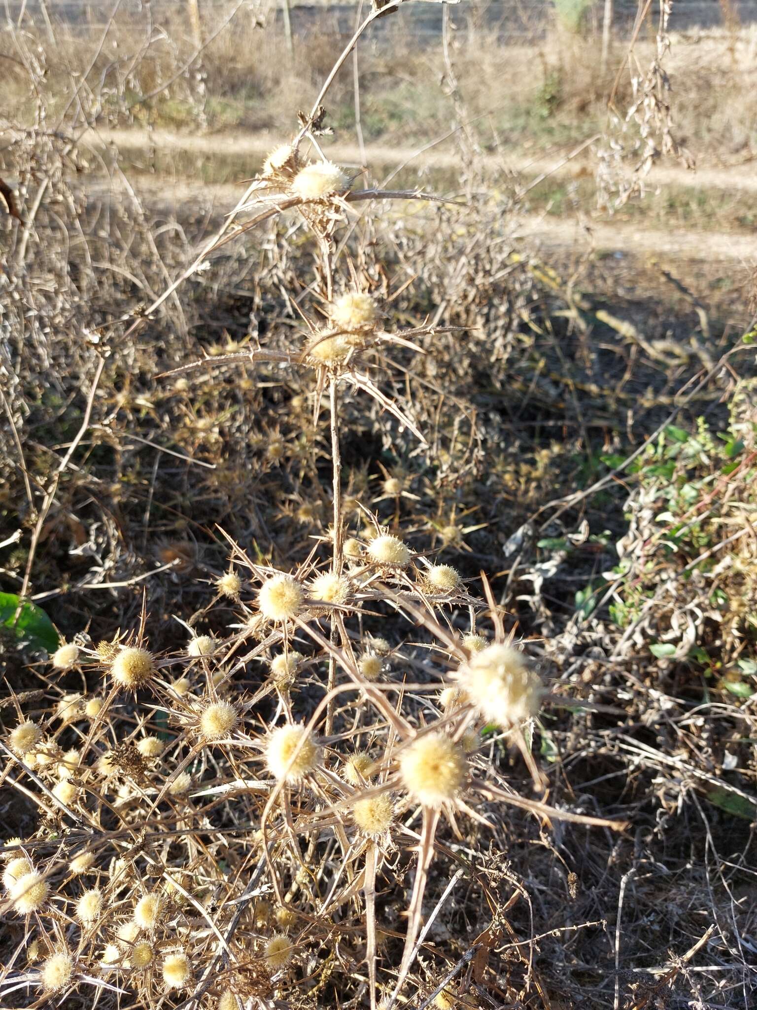 Image of Carlina racemosa L.