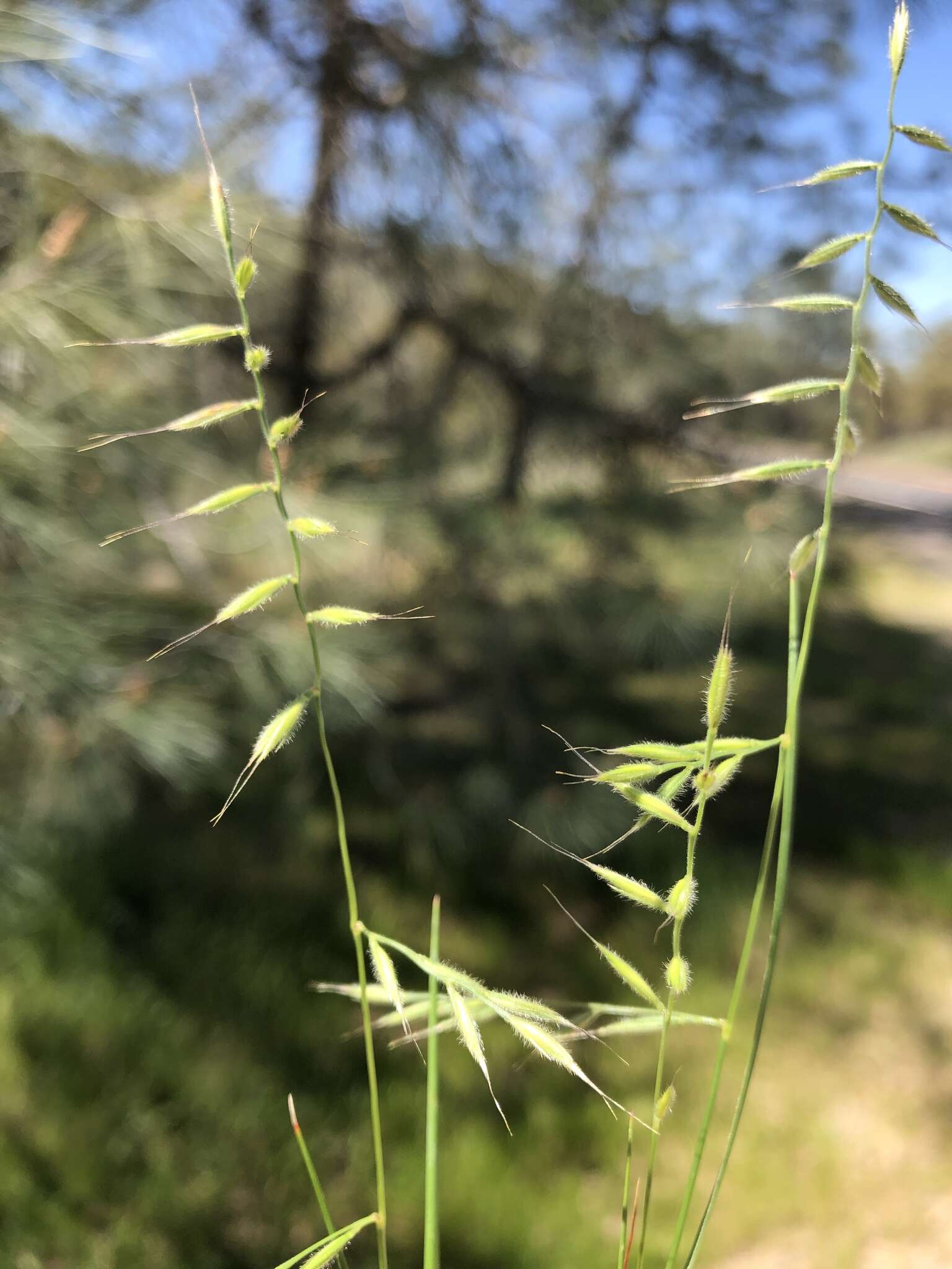 Image of small fescue