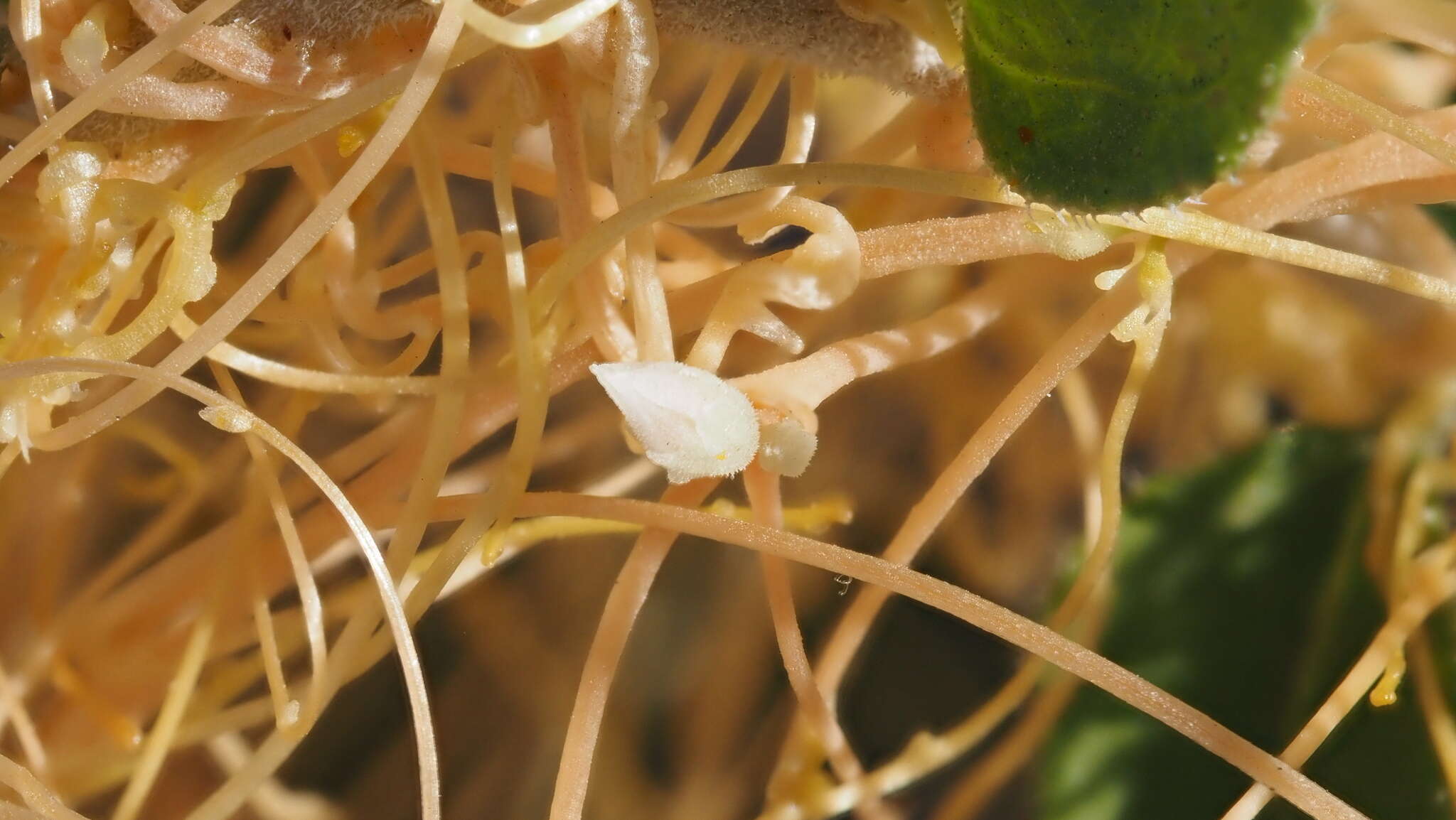 Image of chaparral dodder