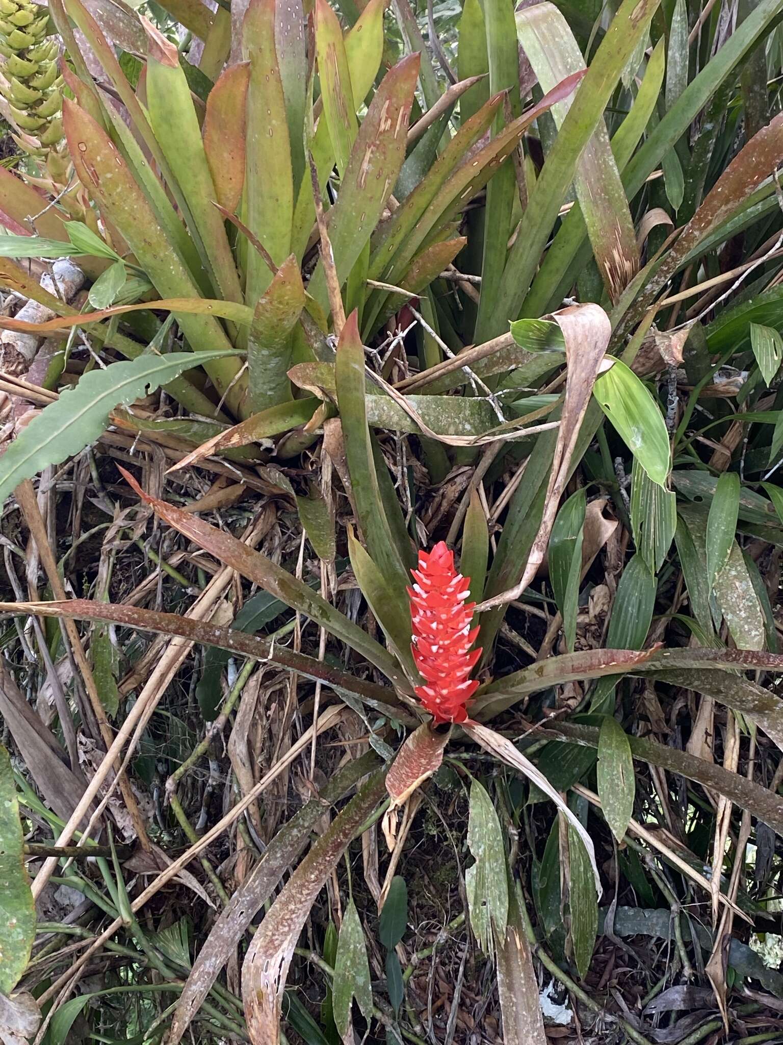 Image de Aechmea hoppii (Harms) L. B. Sm.