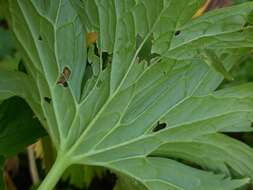 Aconitum orientale Mill.的圖片