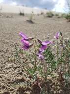 Image of Oxytropis kobukensis