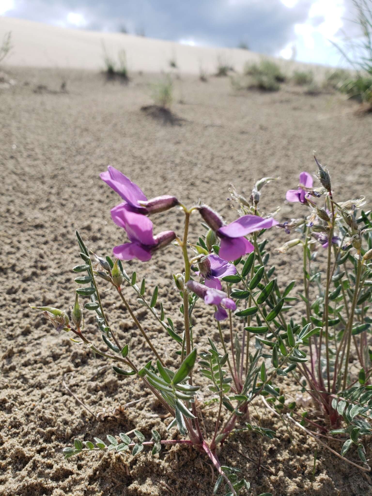 Image of Oxytropis kobukensis