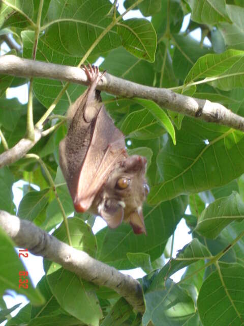 Image of Little Flying Cow