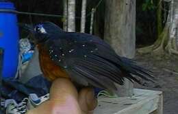 Image of Plumbeous Antbird