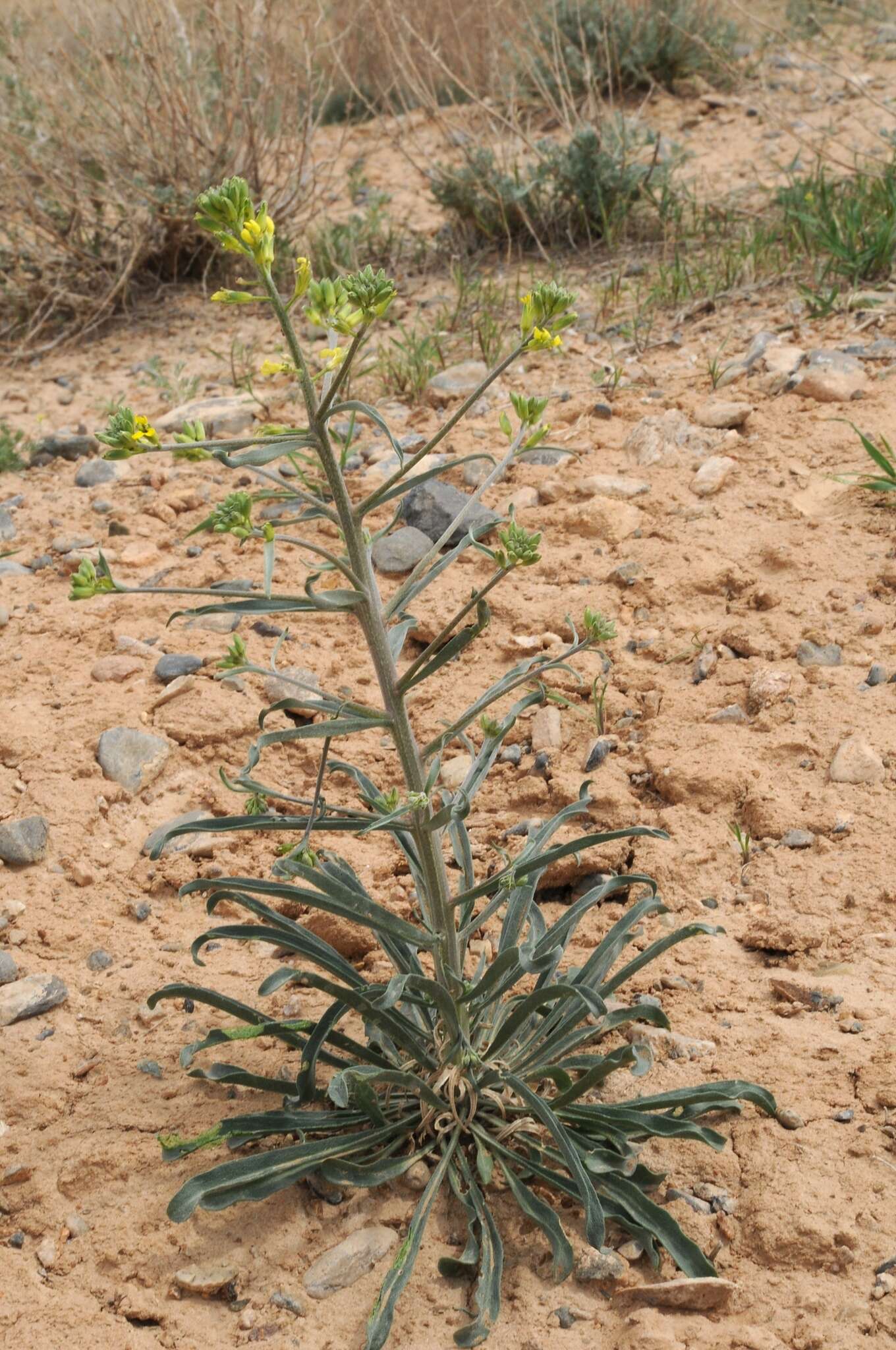 Image of Erysimum czernjajevii N. Busch