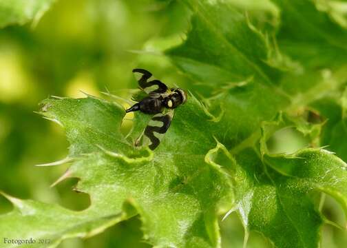 Image of Urophora cardui (Linnaeus 1758)