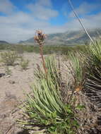 Agave striata Zucc. resmi