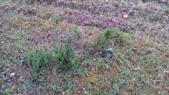 Imagem de Lavandula pedunculata (Mill.) Cav.