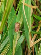 Imagem de <i>Gonopsis rubescens</i>