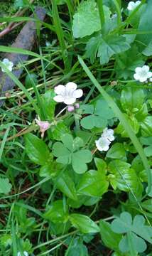 Image of Phacelia platycarpa (Cav.) Spreng.