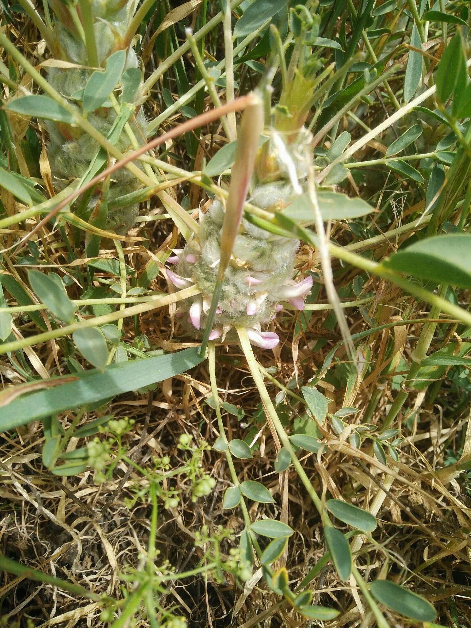 Image of Astragalus oleaefolius DC.