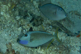 Image of Gilded triggerfish