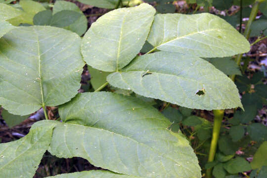 Image of California spikenard