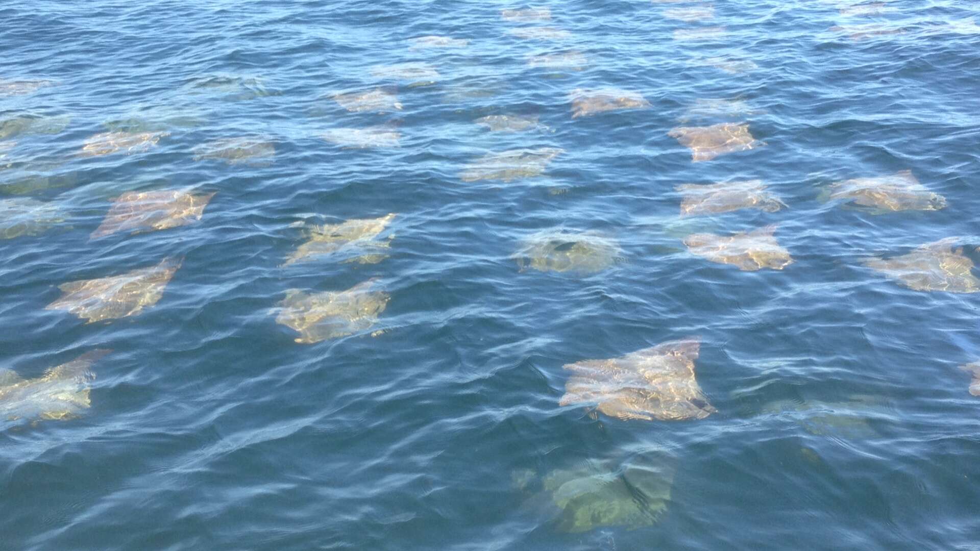 Image of Golden Cownose Ray