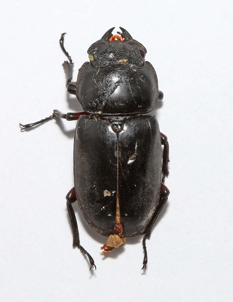 Image of Dorcus rubrofemoratus chenpengi (Li 1992)