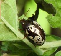 Image of <i>Calligrapha ancoralis</i>