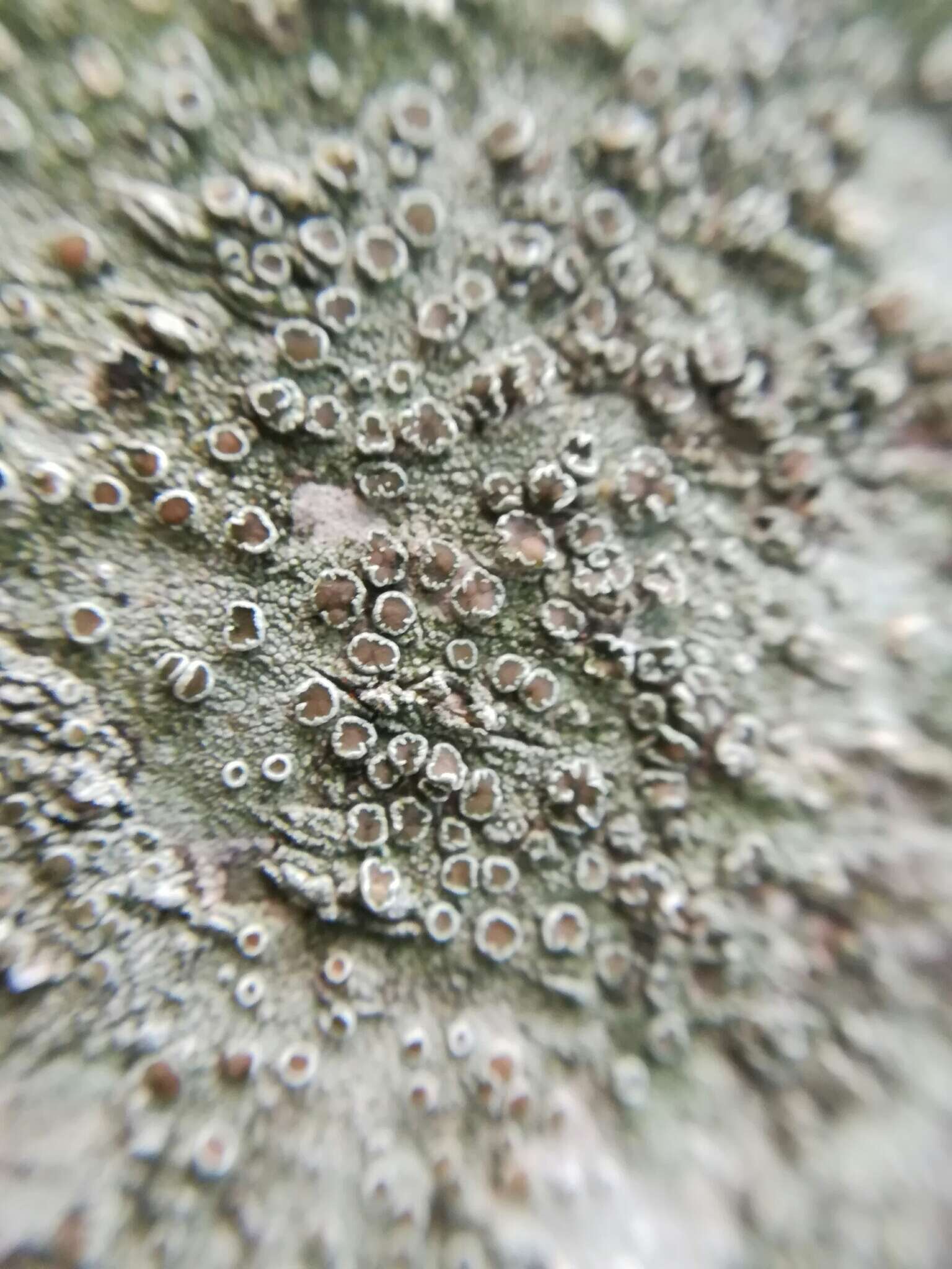 Image of Beaded rim-lichen;   Rim lichen