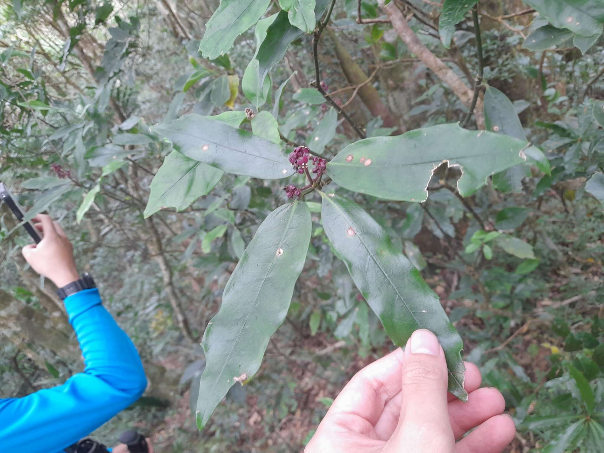 Image of Aucuba chinensis Benth.