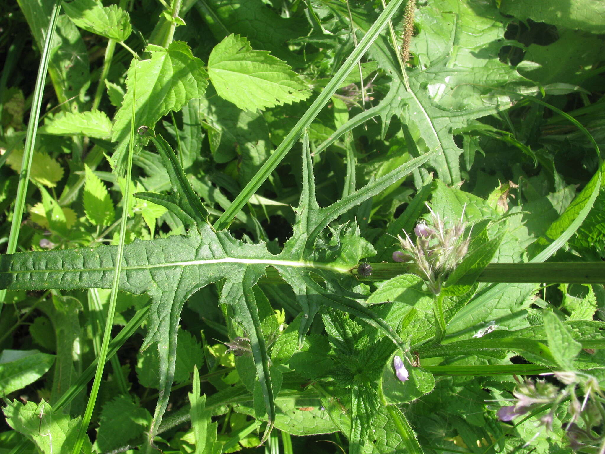 Image of Brook Thistle