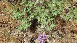 Image of mountain bush lupine