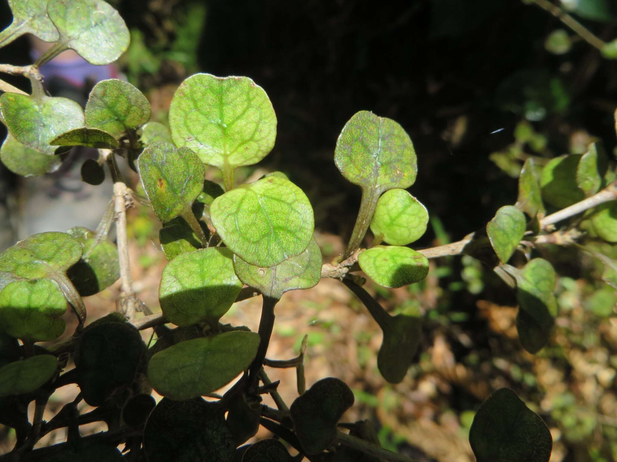 Image of Coprosma spathulata A. Cunn.