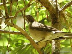 Image of White-throated Robin