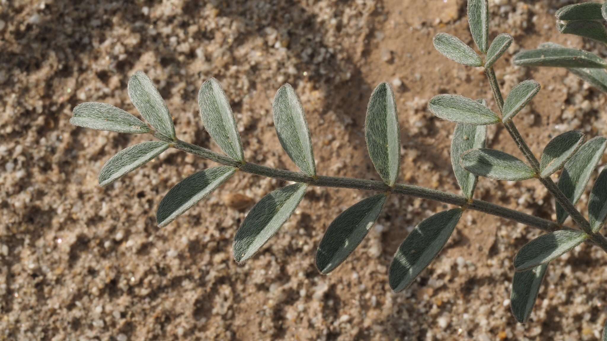 صورة Astragalus aridus A. Gray