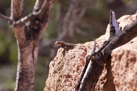 Image of Hunsaker's Spiny Lizard