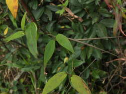 Image of Ceropegia candelabrum subsp. candelabrum