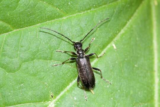 Idiopidonia resmi