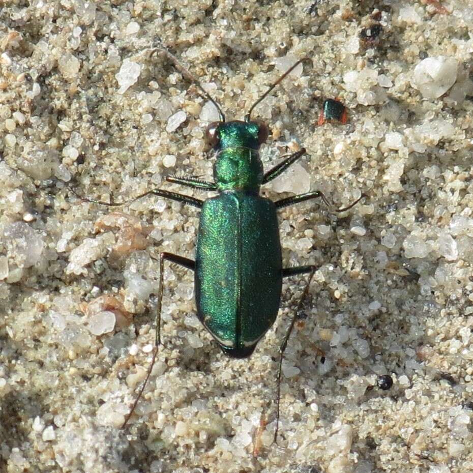 Image of Cicindela (Cicindelidia) punctulata chihuahuae Bates 1890