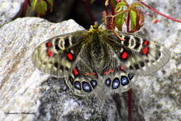 Image of Parnassius hardwickii Gray 1831